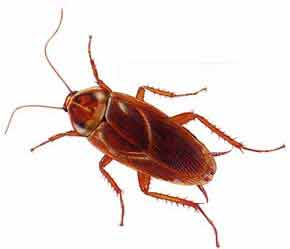 image of cockroach